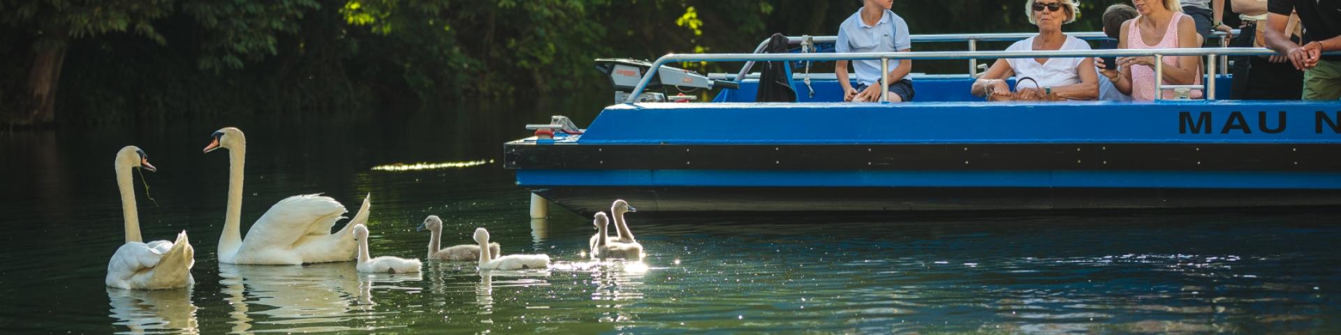 Balade En Barque Eaudyssee Cygnes Famille © Teddy Picaude