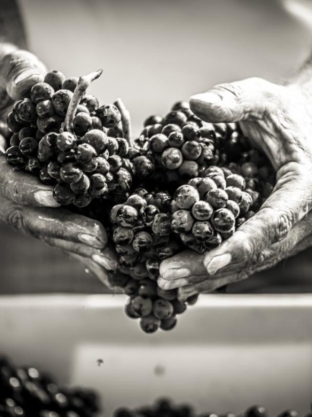 Champagne Joseph Perrier Raisin Coeur