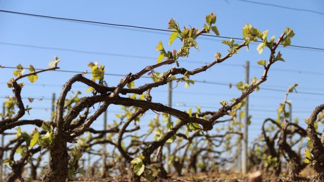 Mareuil Sur Ay Vignoble Bourgeons ©adt Marne