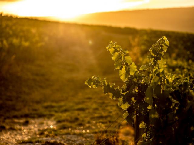 Vignes Champagne Joseph Perrier Coucher De Soleil