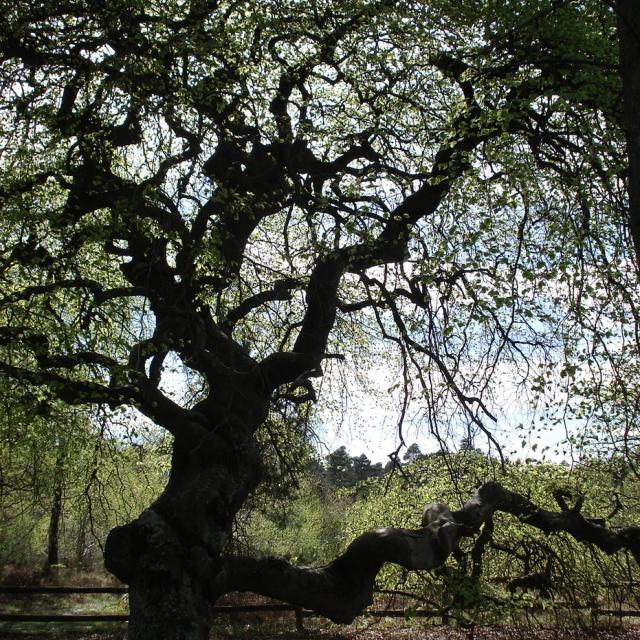 Faux De Verzy © R. Kiezer Adt Marne