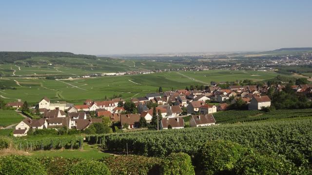 Hautvillers Paysage Vignes
