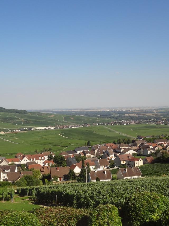Hautvillers Paysage Vignes