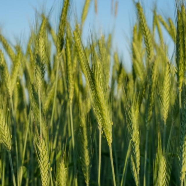 Lambin Didier Lentillon De Champagne