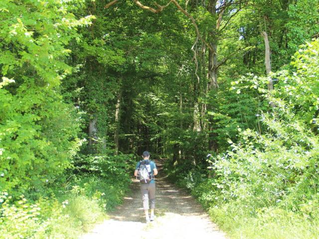 Randonnee Parc Naturel Regional Montagne De Reims Foret