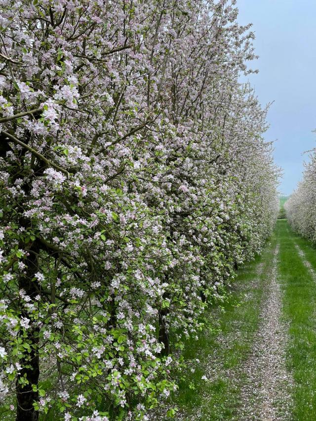 Vergers De Saint Pierre Arbres En Fleurs